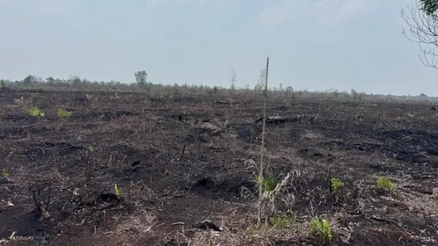 Polres Bengkalis Tetapkan 1 Tersangka Kasus Karhutla dan Perambahan Hutan — News