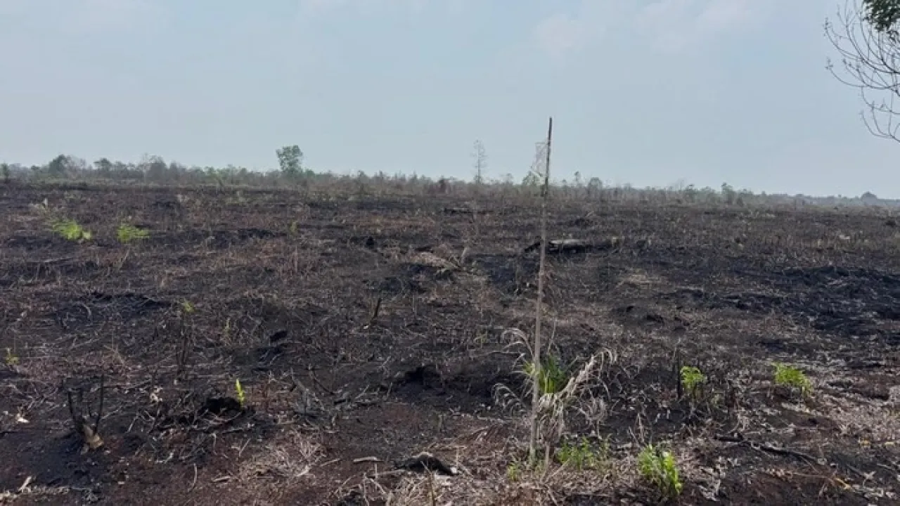 Polres Bengkalis Tetapkan 1 Tersangka Kasus Karhutla dan Perambahan Hutan — News